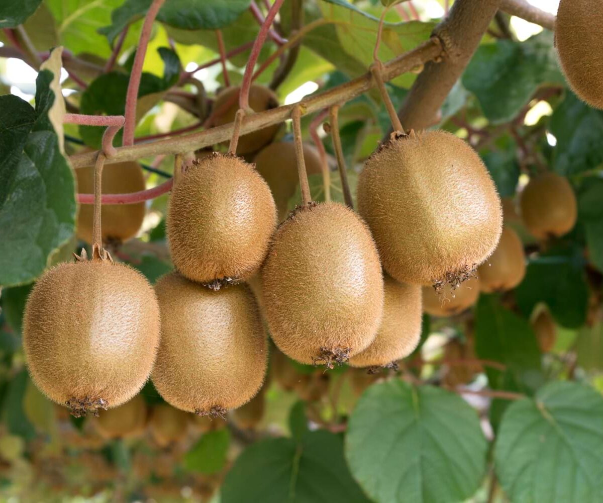 owoce liofilizowane